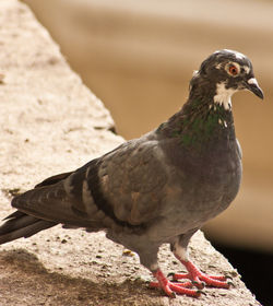 Close-up of bird