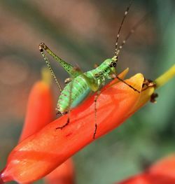 Close-up of insect on leaf