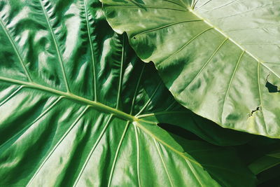 Full frame shot of green leaves