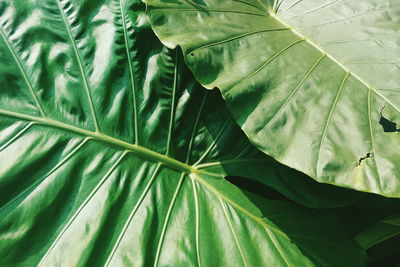 Full frame shot of caladium leaves