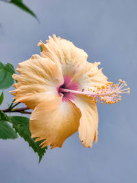 Close-up of pink flower