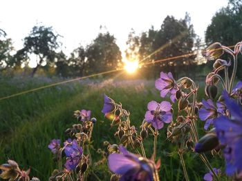 Close-up of purple flowers blooming in field