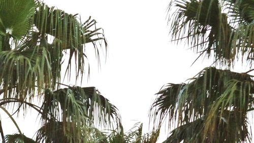 Low angle view of coconut palm trees against clear sky