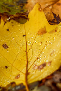 Close-up of raindrops on maple leaf