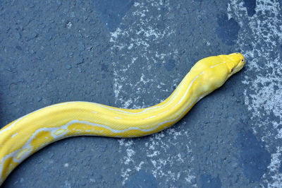 High angle view of yellow snake on street