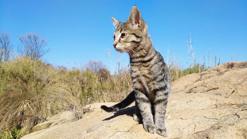 Cat sitting on rock against clear sky