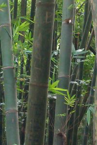 Close-up of bamboo plants in forest