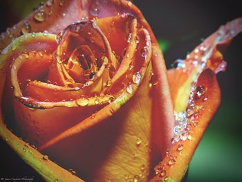 Close-up of water drops on flower