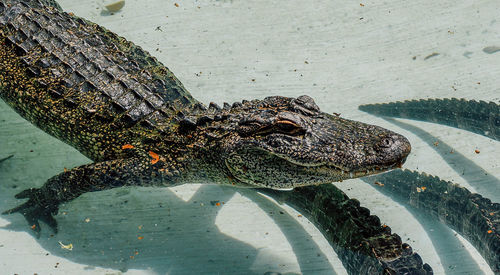 Alligators swimming in pond