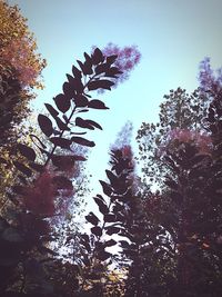 Low angle view of trees against clear sky