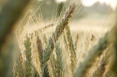 Close-up of wheat growing on field