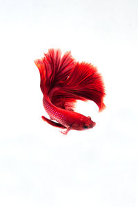 Close-up of red feather against white background