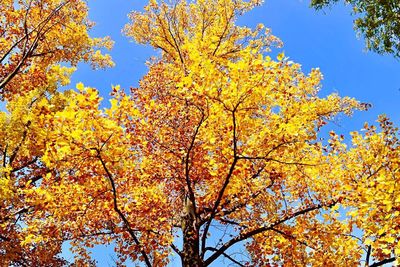 Low angle view of autumn tree against blue sky