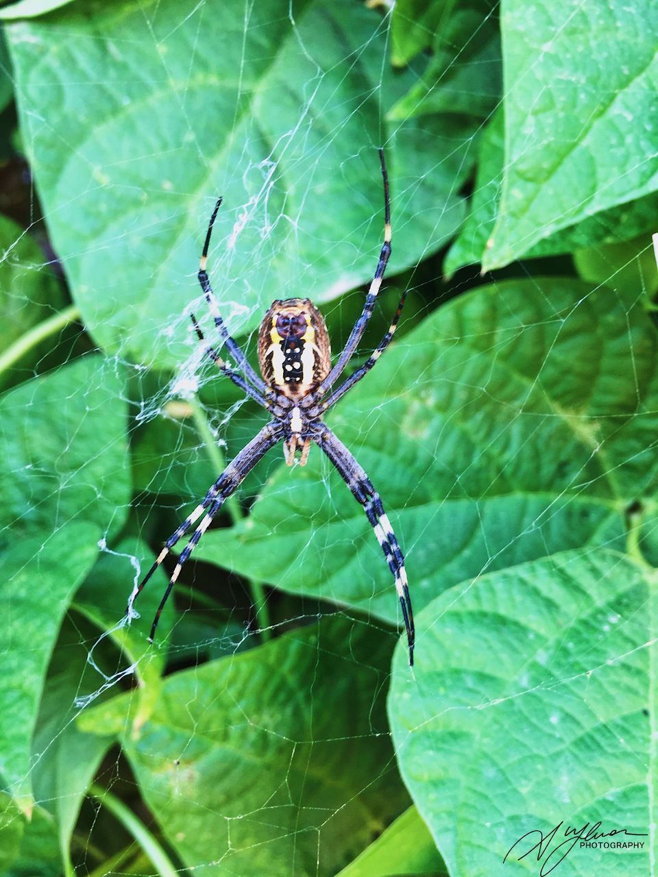 CLOSE-UP OF SPIDER ON WEB AGAINST GREEN PLANTS