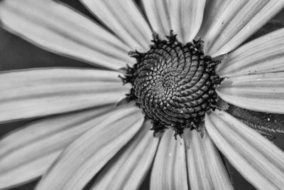 Close-up of flower