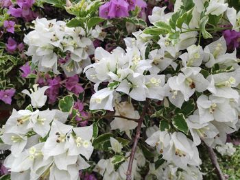 Close-up of white flowering plant