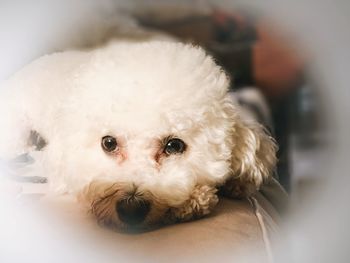 Close-up portrait of dog relaxing at home