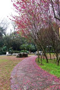 Footpath in park