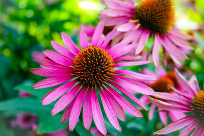 Close-up of purple coneflower blooming outdoors