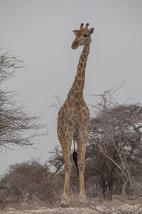 Giraffe standing on field against sky