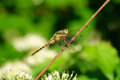 Close-up of butterfly on leaf