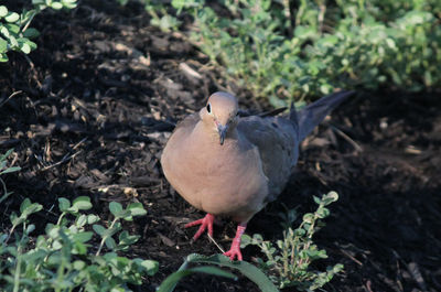 Close-up of bird perching on field