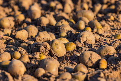 Potatoes at harvest in a field in autumn