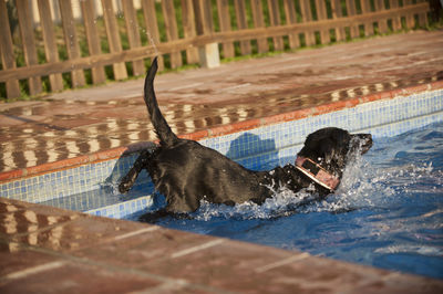 Dog in swimming pool