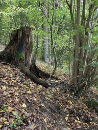 Trees growing in forest