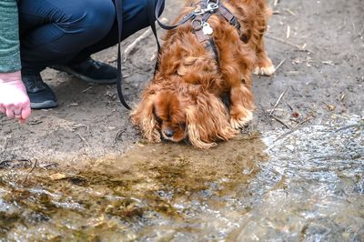 Low section of person with dog on water