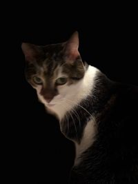 Close-up portrait of cat against black background