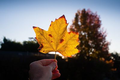 Close-up of hand holding maple leaf against sky