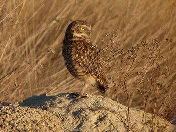 Close-up of a bird