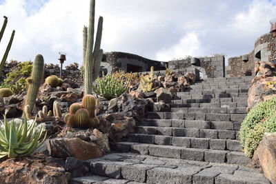 Cactus plants growing on rock against sky