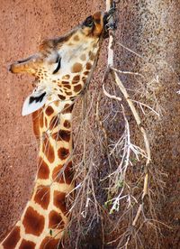 Close-up side view of a giraffe