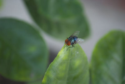 Close-up of fly on leaf