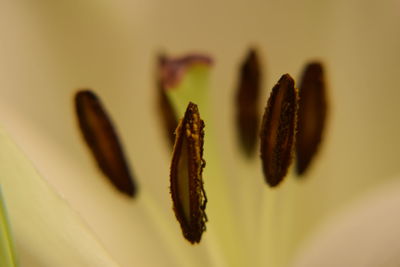 Close-up of flower