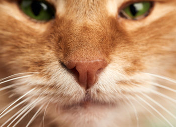 Nose and mouth of an adult ginger cat with white mustache and green eyes, macro, full frame