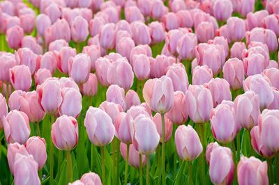 Close-up of pink tulips on field