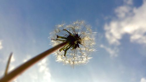 Close-up of dandelion against sky