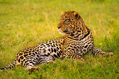 Close-up of leopard lying on short grass
