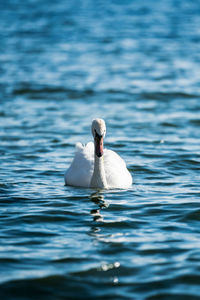 View of swan swimming in water