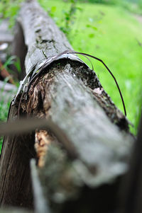 Close-up of tree trunk in forest