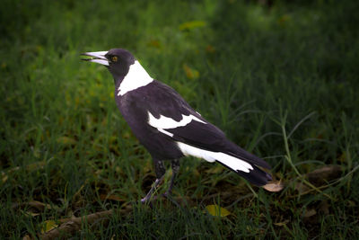 Closeup shot of a magpie bird from nsw australia
