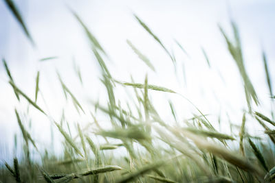 Close-up of stalks in field