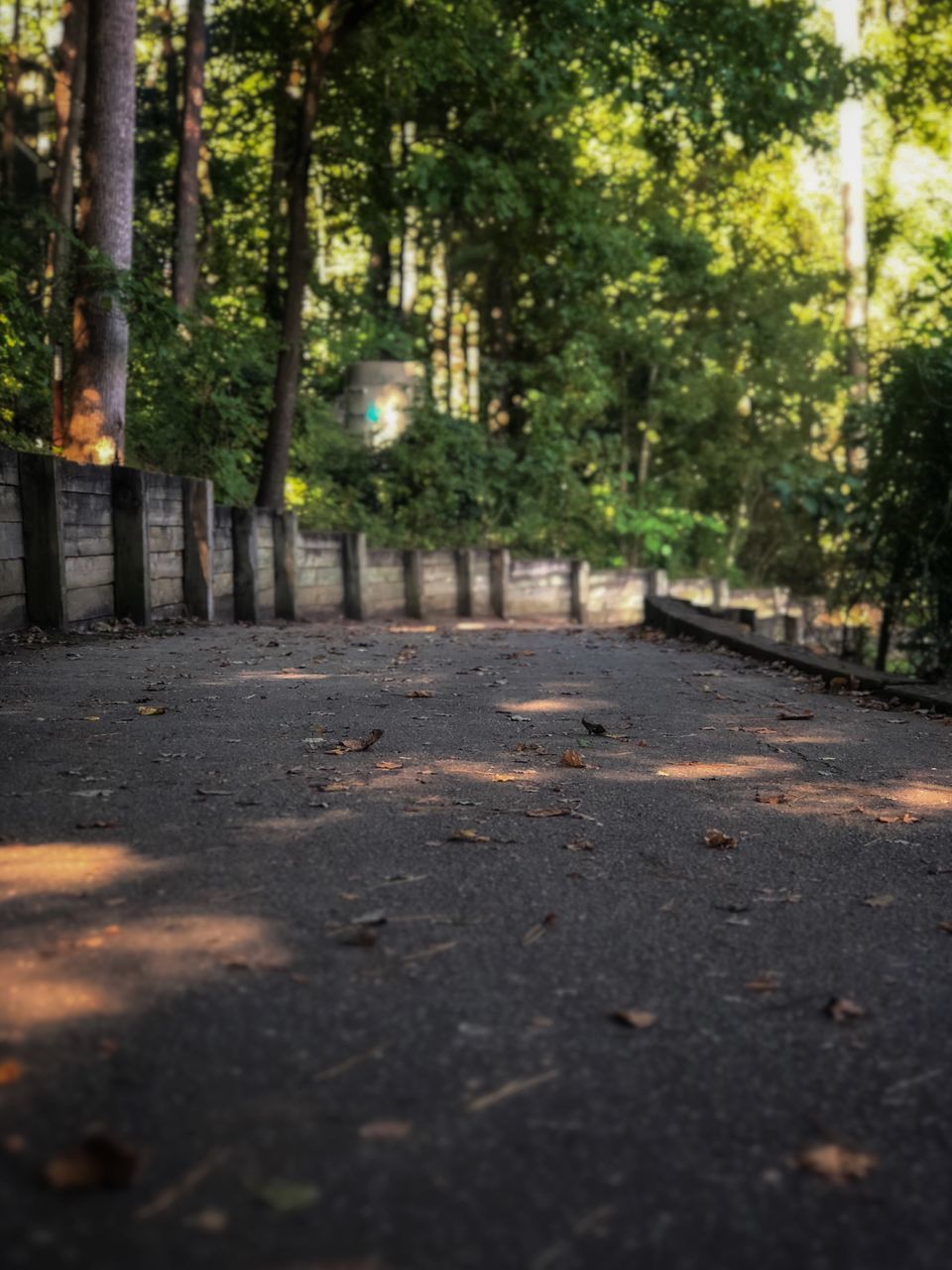 VIEW OF TREES GROWING IN FOREST