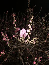 Pink flowers growing on tree