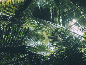 Close-up of palm tree leaves