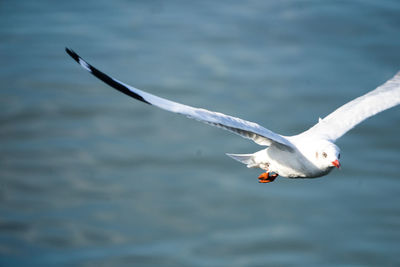 Seagull flying over water
