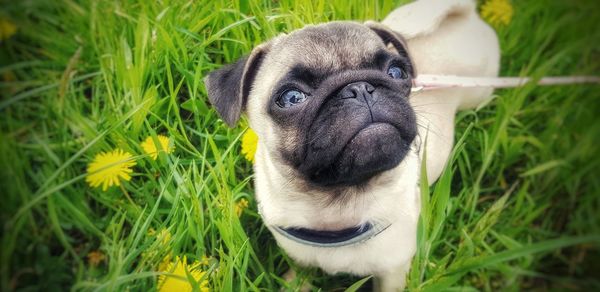 Portrait of a dog on field